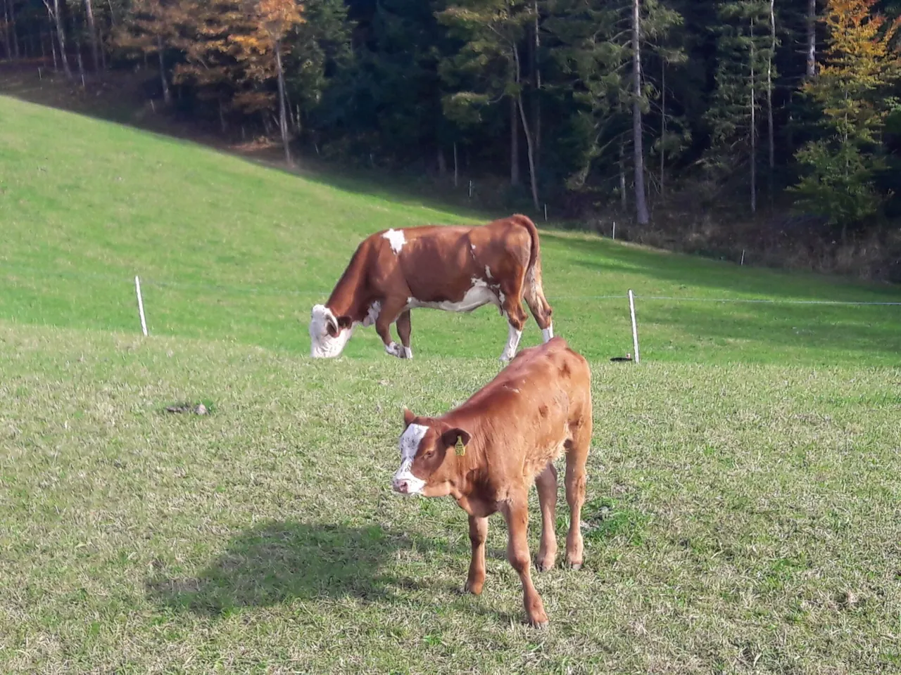 Krave na pašniku nad kmetijo