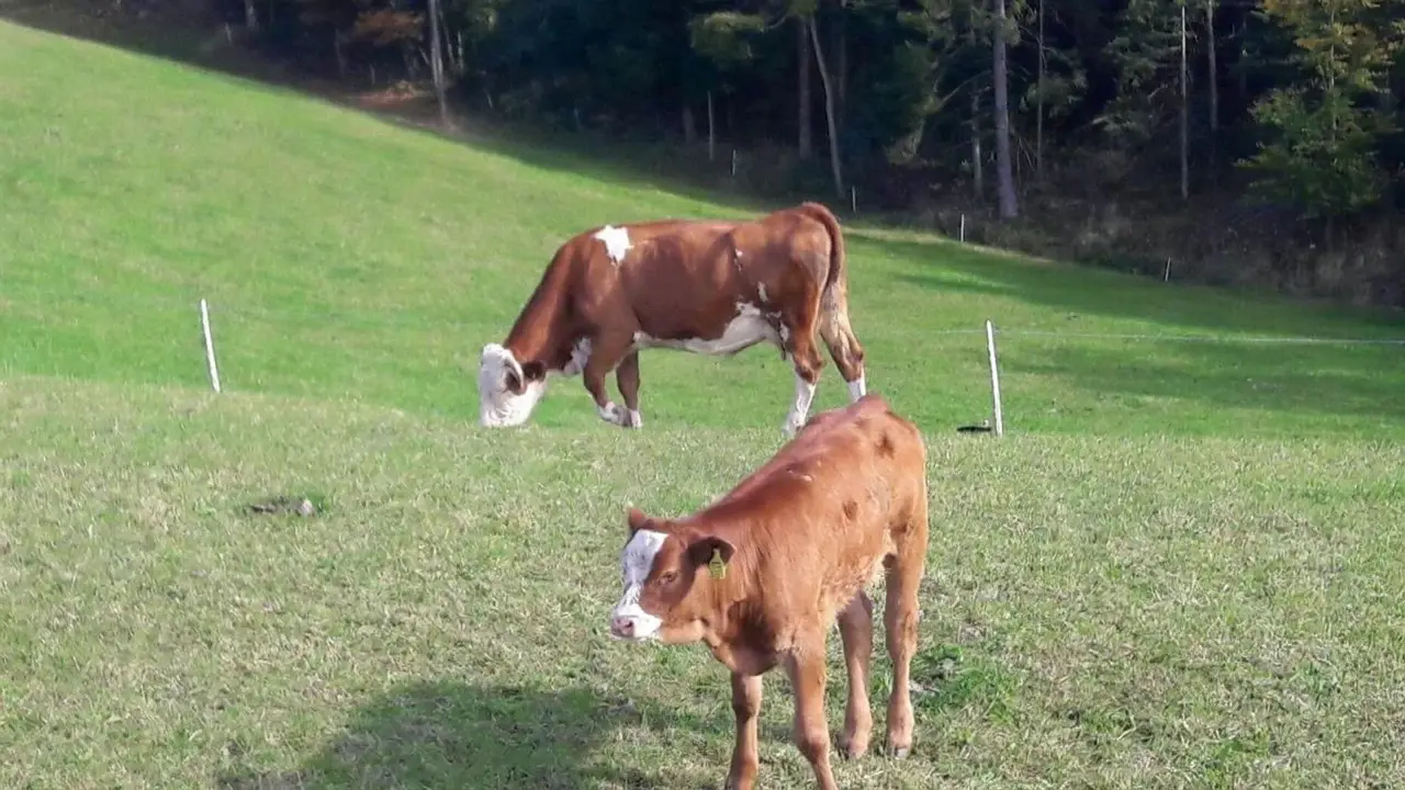 Krave na pašniku nad kmetijo